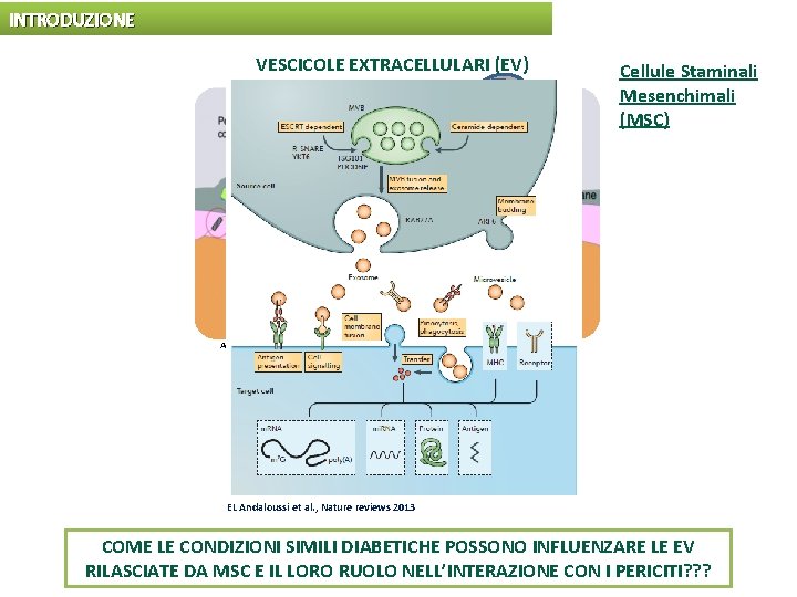 INTRODUZIONE VESCICOLE EXTRACELLULARI (EV) Cellule Staminali Mesenchimali (MSC) Armulik A et al. Circulation Research.
