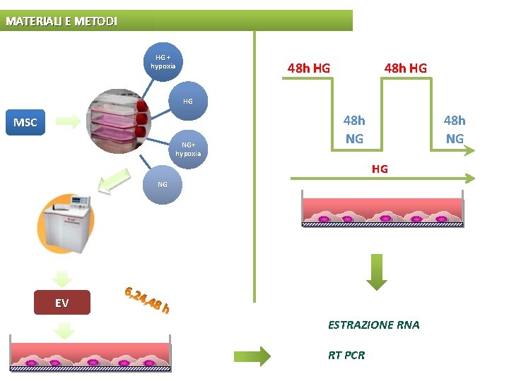 MATERIALI E METODI HG + hypoxia 48 h HG HG MSC NG+ hypoxia 48