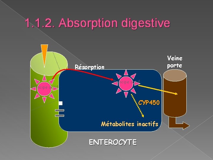 1. 1. 2. Absorption digestive Veine porte Résorption Principe actif CYP 450 Métabolites inactifs 1. 1. 2. Absorption digestive Veine porte Résorption Principe actif CYP 450 Métabolites inactifs