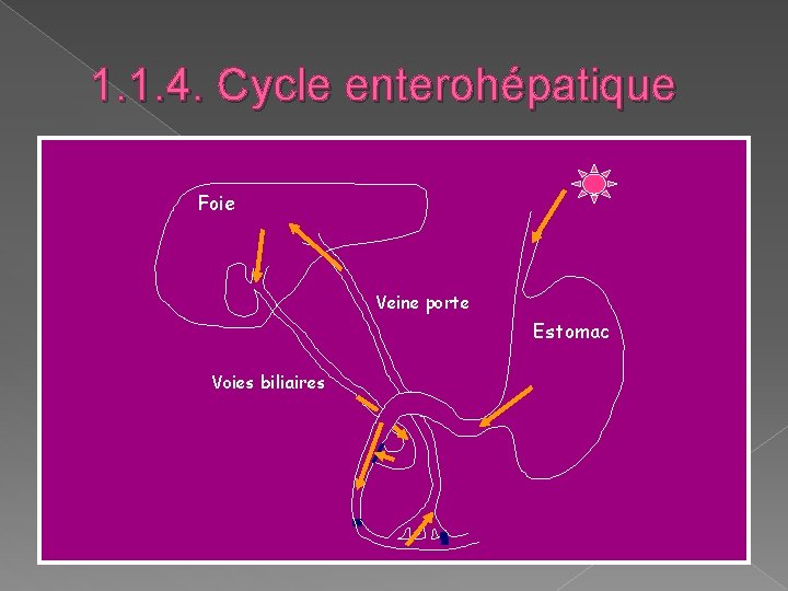 1. 1. 4. Cycle enterohépatique Foie Veine porte Estomac Voies biliaires 1. 1. 4. Cycle enterohépatique Foie Veine porte Estomac Voies biliaires