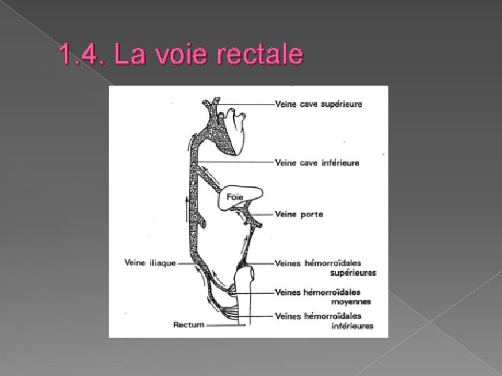 1. 4. La voie rectale 1. 4. La voie rectale