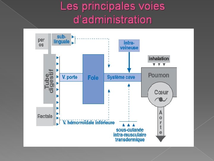 Les principales voies d’administration Les principales voies d’administration