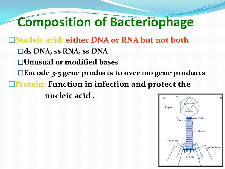 Composition of Bacteriophage �Nucleic acid: either DNA or RNA but not both �ds DNA,