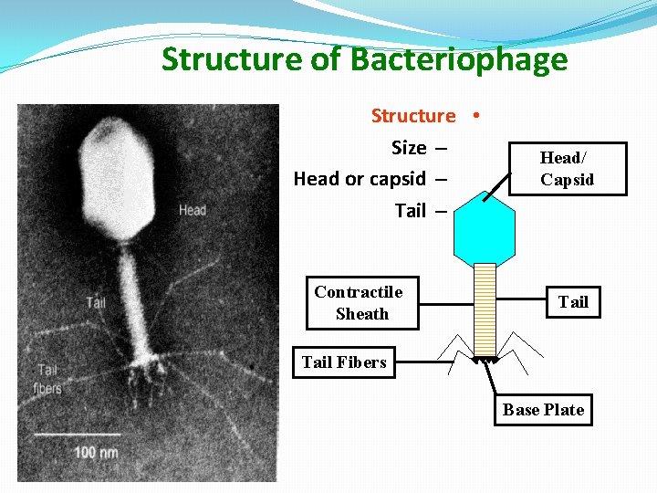 Structure of Bacteriophage Structure • Size – Head or capsid – Tail – Contractile