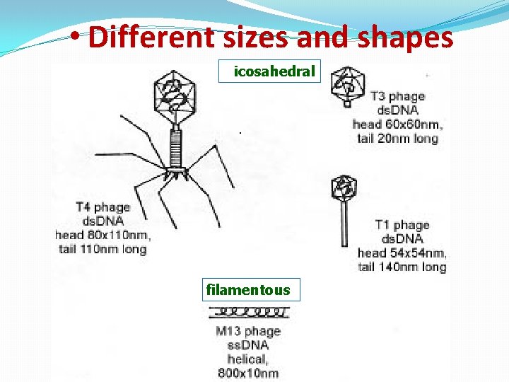  • Different sizes and shapes icosahedral filamentous 