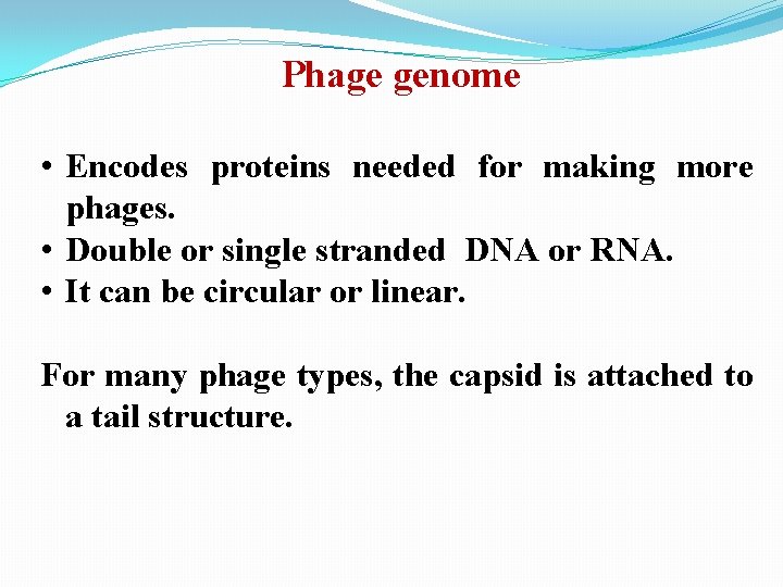 Phage genome • Encodes proteins needed for making more phages. • Double or single