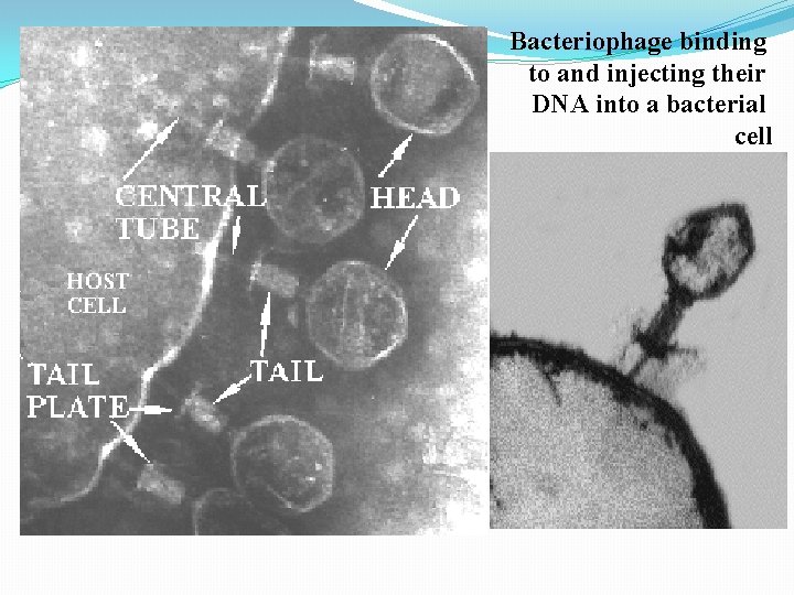 Bacteriophage binding to and injecting their DNA into a bacterial cell 