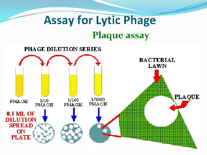 Assay for Lytic Phage Plaque assay 