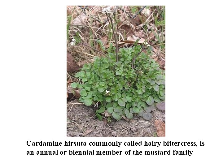 Cardamine hirsuta commonly called hairy bittercress, is an annual or biennial member of the