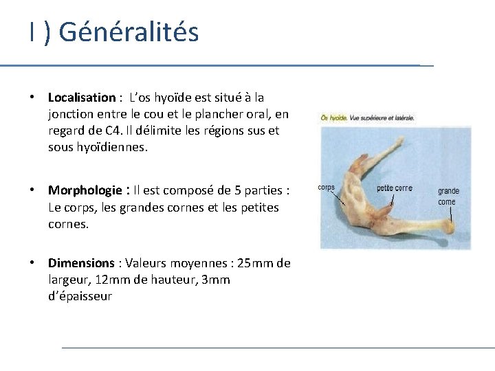 I ) Généralités • Localisation : L’os hyoïde est situé à la jonction entre
