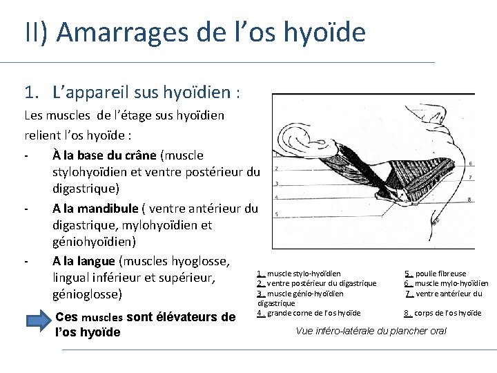 II) Amarrages de l’os hyoïde 1. L’appareil sus hyoïdien : Les muscles de l’étage