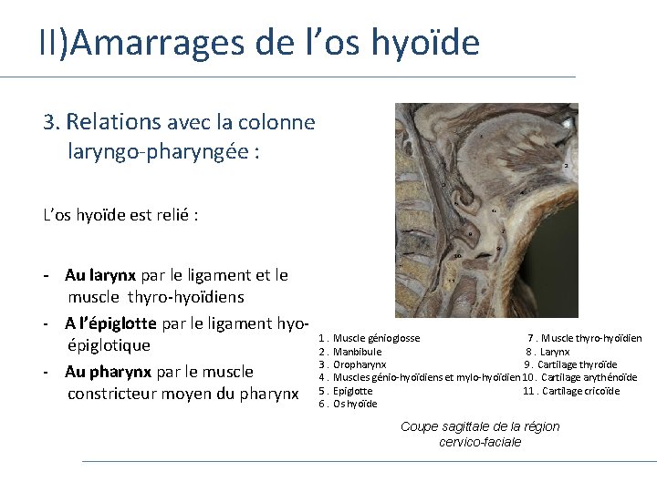 II)Amarrages de l’os hyoïde 3. Relations avec la colonne laryngo-pharyngée : L’os hyoïde est