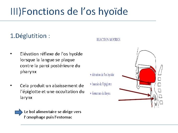III)Fonctions de l’os hyoïde 1. Déglutition : • Elévation réflexe de l’os hyoïde lorsque