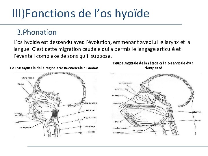 III)Fonctions de l’os hyoïde 3. Phonation L’os hyoïde est descendu avec l’évolution, emmenant avec