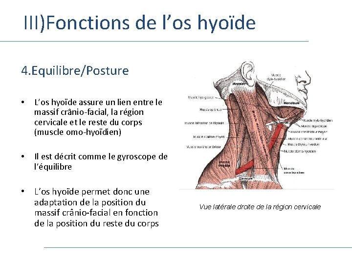 III)Fonctions de l’os hyoïde 4. Equilibre/Posture • L’os hyoïde assure un lien entre le