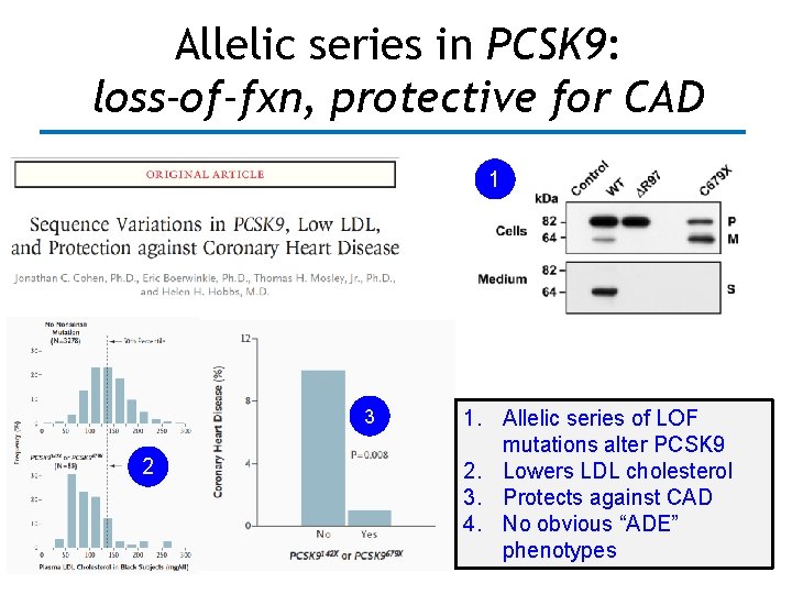 Allelic series in PCSK 9: loss-of-fxn, protective for CAD 1 3 2 1. Allelic