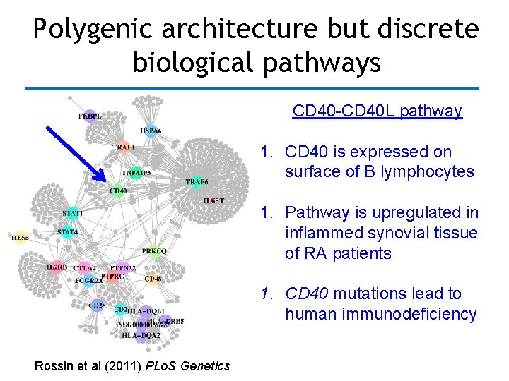 Polygenic architecture but discrete biological pathways CD 40 -CD 40 L pathway 1. CD