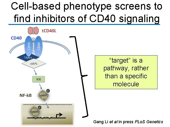 Cell-based phenotype screens to find inhibitors of CD 40 signaling “target” is a pathway,