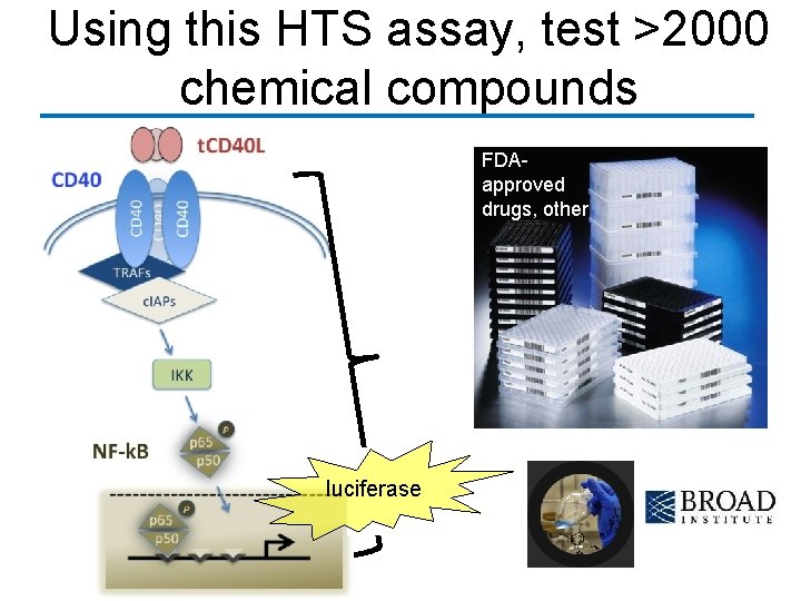 Using this HTS assay, test >2000 chemical compounds FDAapproved drugs, other luciferase 