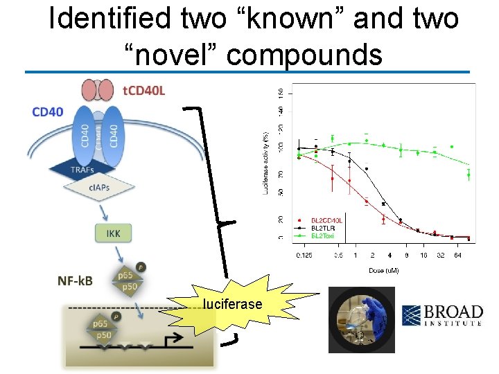 Identified two “known” and two “novel” compounds luciferase 