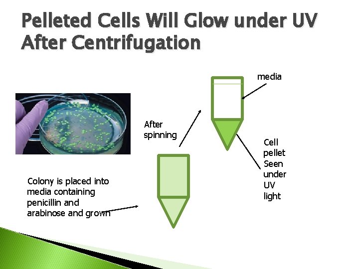 Pelleted Cells Will Glow under UV After Centrifugation media After spinning Colony is placed