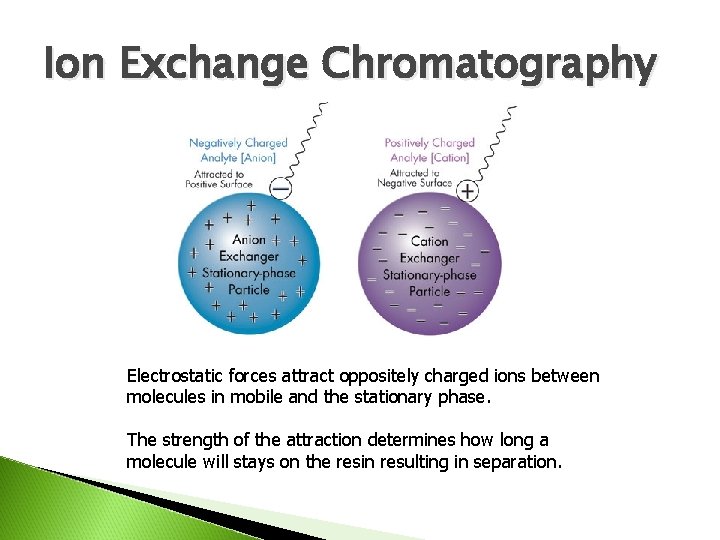 Ion Exchange Chromatography Electrostatic forces attract oppositely charged ions between molecules in mobile and