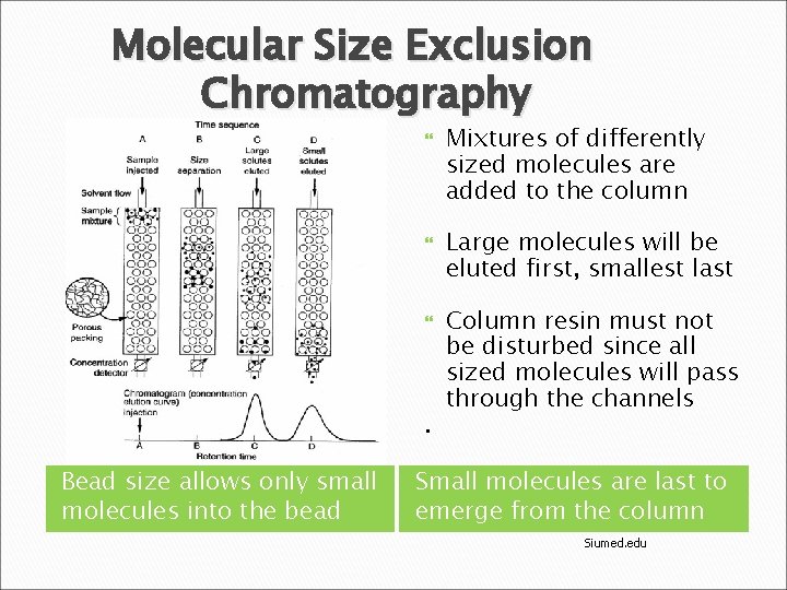 Molecular Size Exclusion Chromatography . Bead size allows only small molecules into the bead