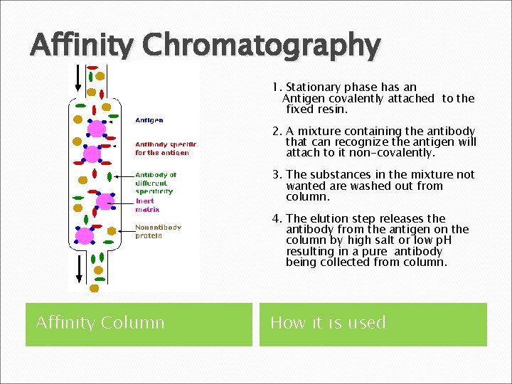 Affinity Chromatography 1. Stationary phase has an Antigen covalently attached to the fixed resin.