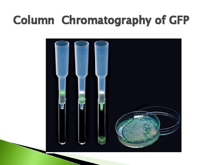 Column Chromatography of GFP 