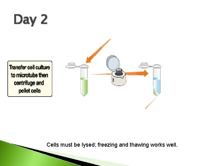 Day 2 Cells must be lysed; freezing and thawing works well. 