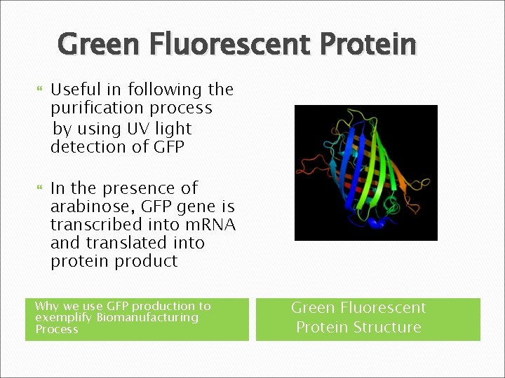 Green Fluorescent Protein Useful in following the purification process by using UV light detection