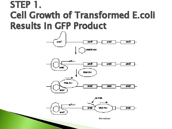 STEP 1. Cell Growth of Transformed E. coli Results In GFP Product Bio-rad. com