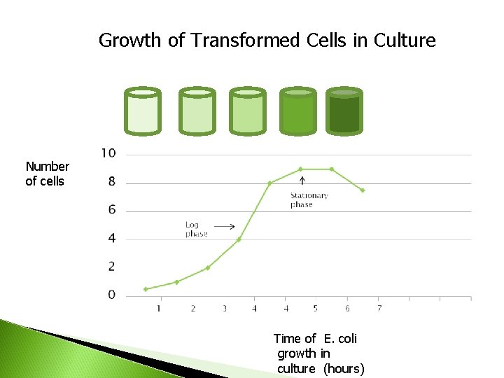 Growth of Transformed Cells in Culture Number of cells Time of E. coli growth