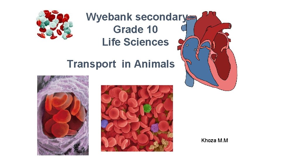 Wyebank secondary Grade 10 Life Sciences Transport in Animals Khoza M. M 