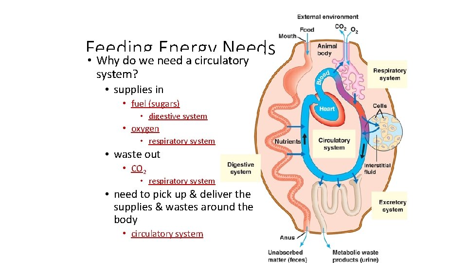 Feeding Energy Needs • Why do we need a circulatory system? • supplies in
