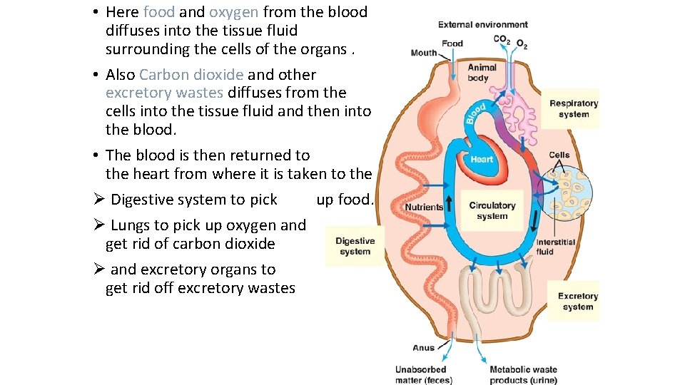  • Here food and oxygen from the blood diffuses into the tissue fluid