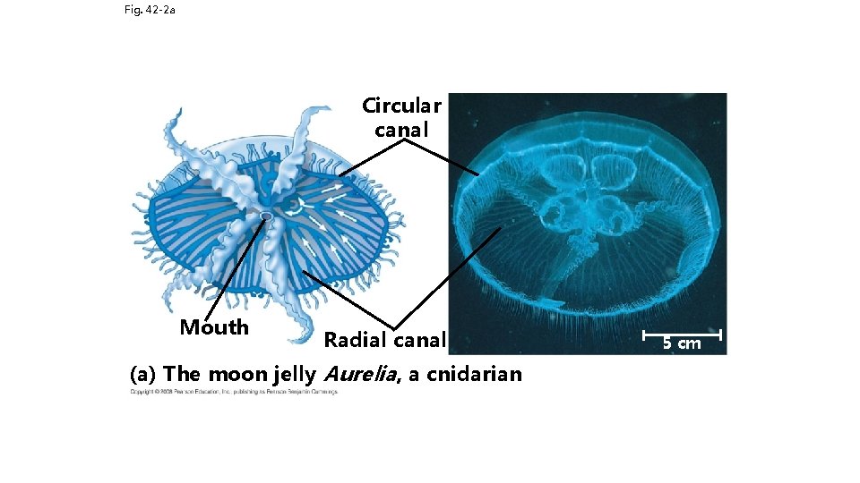 Fig. 42 -2 a Circular canal Mouth Radial canal (a) The moon jelly Aurelia,