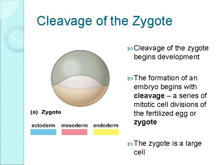 Cleavage of the Zygote Cleavage of the zygote begins development The formation of an