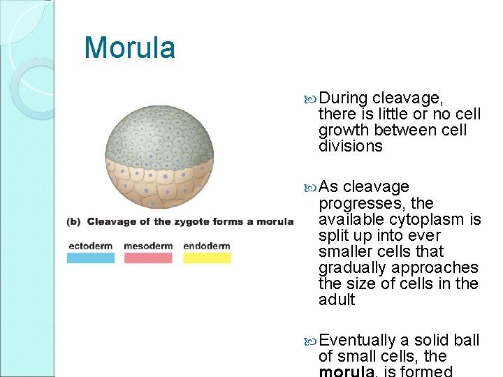 Morula During cleavage, there is little or no cell growth between cell divisions As