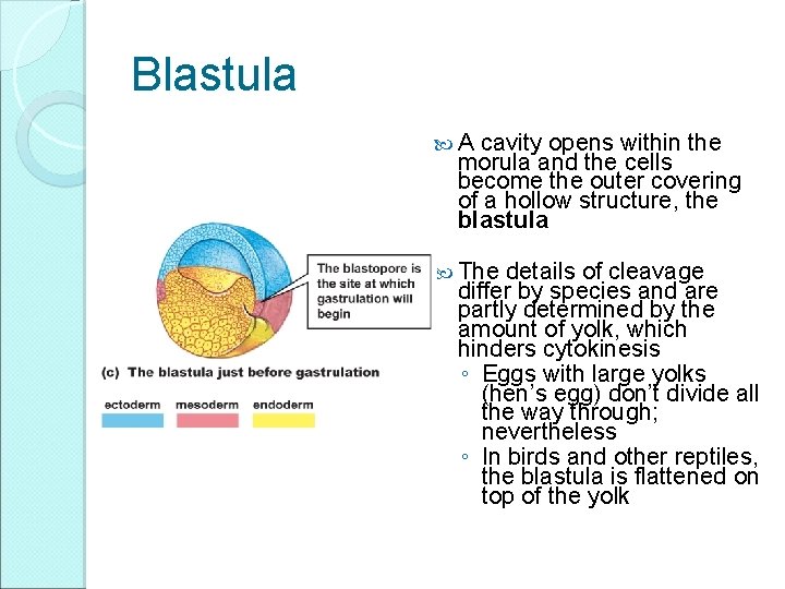 Blastula A cavity opens within the morula and the cells become the outer covering