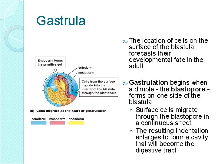 Gastrula The location of cells on the surface of the blastula forecasts their developmental