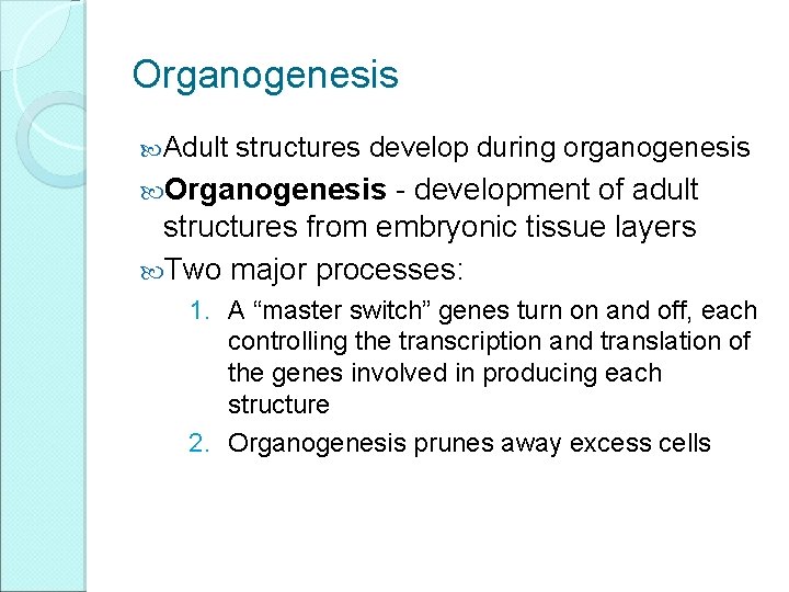 Organogenesis Adult structures develop during organogenesis Organogenesis - development of adult structures from embryonic