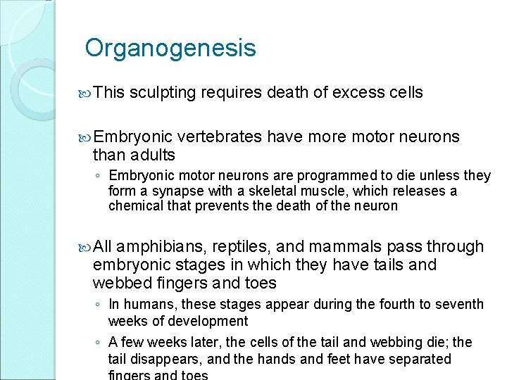 Organogenesis This sculpting requires death of excess cells Embryonic than adults vertebrates have more