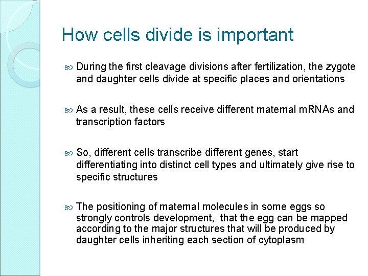 How cells divide is important During the first cleavage divisions after fertilization, the zygote