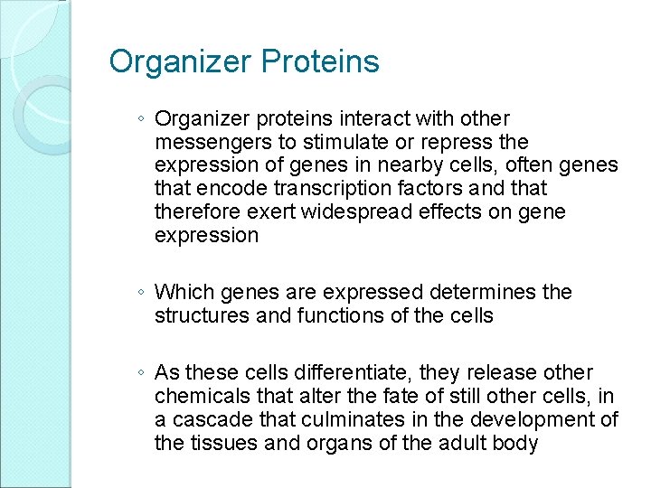 Organizer Proteins ◦ Organizer proteins interact with other messengers to stimulate or repress the