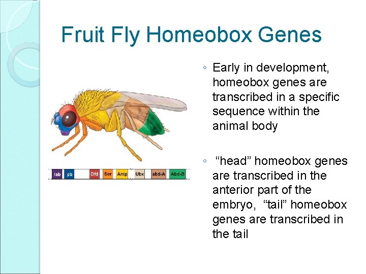 Fruit Fly Homeobox Genes ◦ Early in development, homeobox genes are transcribed in a