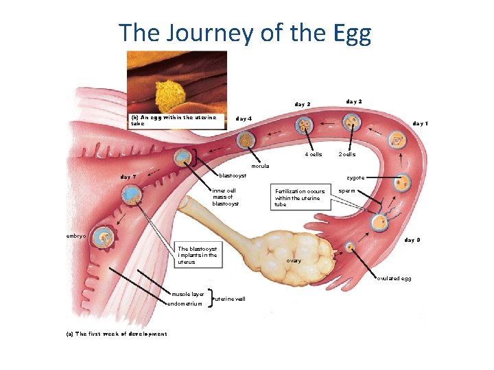 The Journey of the Egg day 3 (b) An egg within the uterine tube