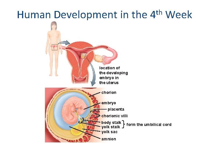 Human Development in the 4 th Week location of the developing embryo in the