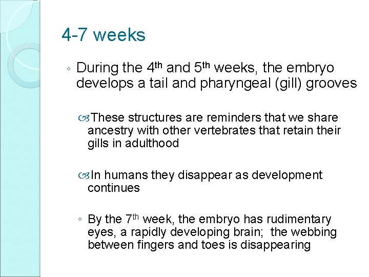 4 -7 weeks ◦ During the 4 th and 5 th weeks, the embryo