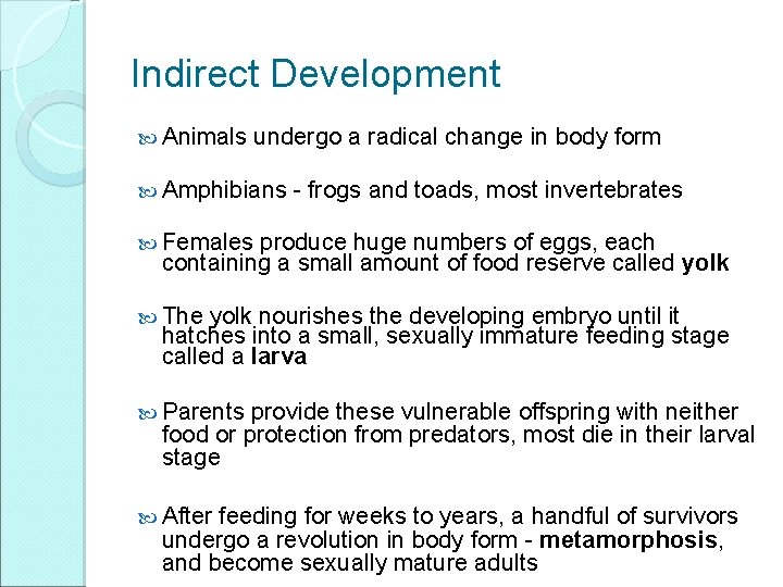 Indirect Development Animals undergo a radical change in body form Amphibians - frogs and